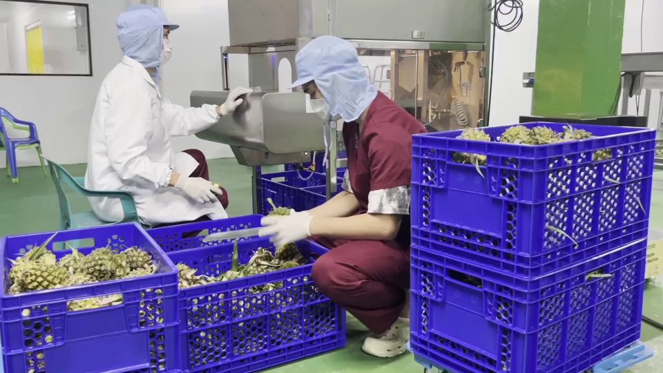 Gowned staff preparing fruit by hand